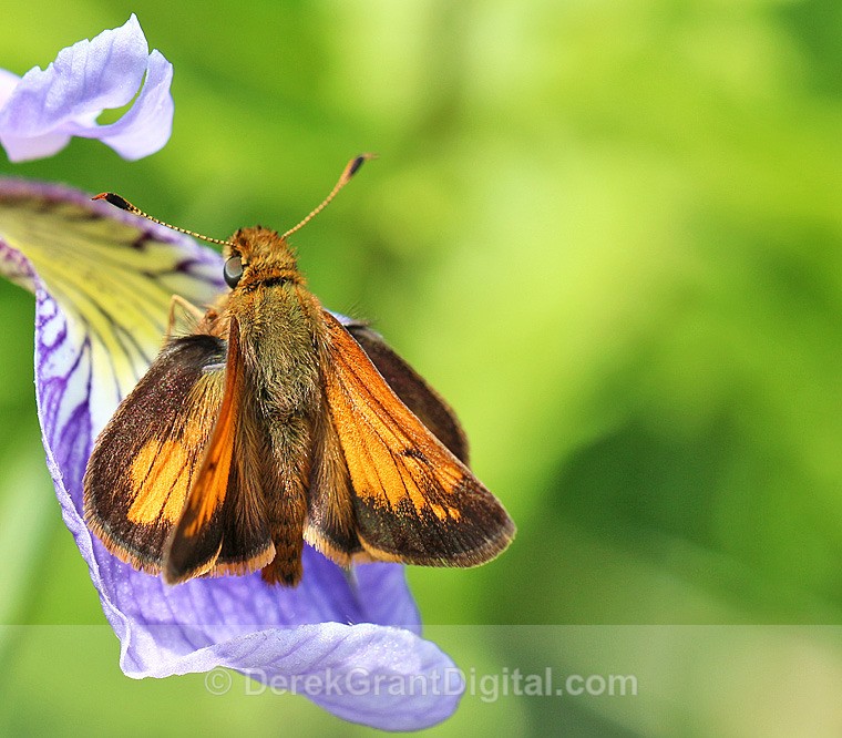Hobomok Skipper - Butterflies & Moths of Atlantic Canada