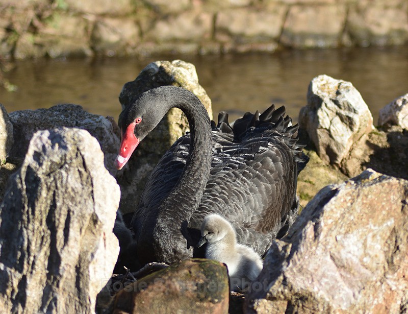 Black Swan cygnets New 4 - Dawlish (mainly black swans)