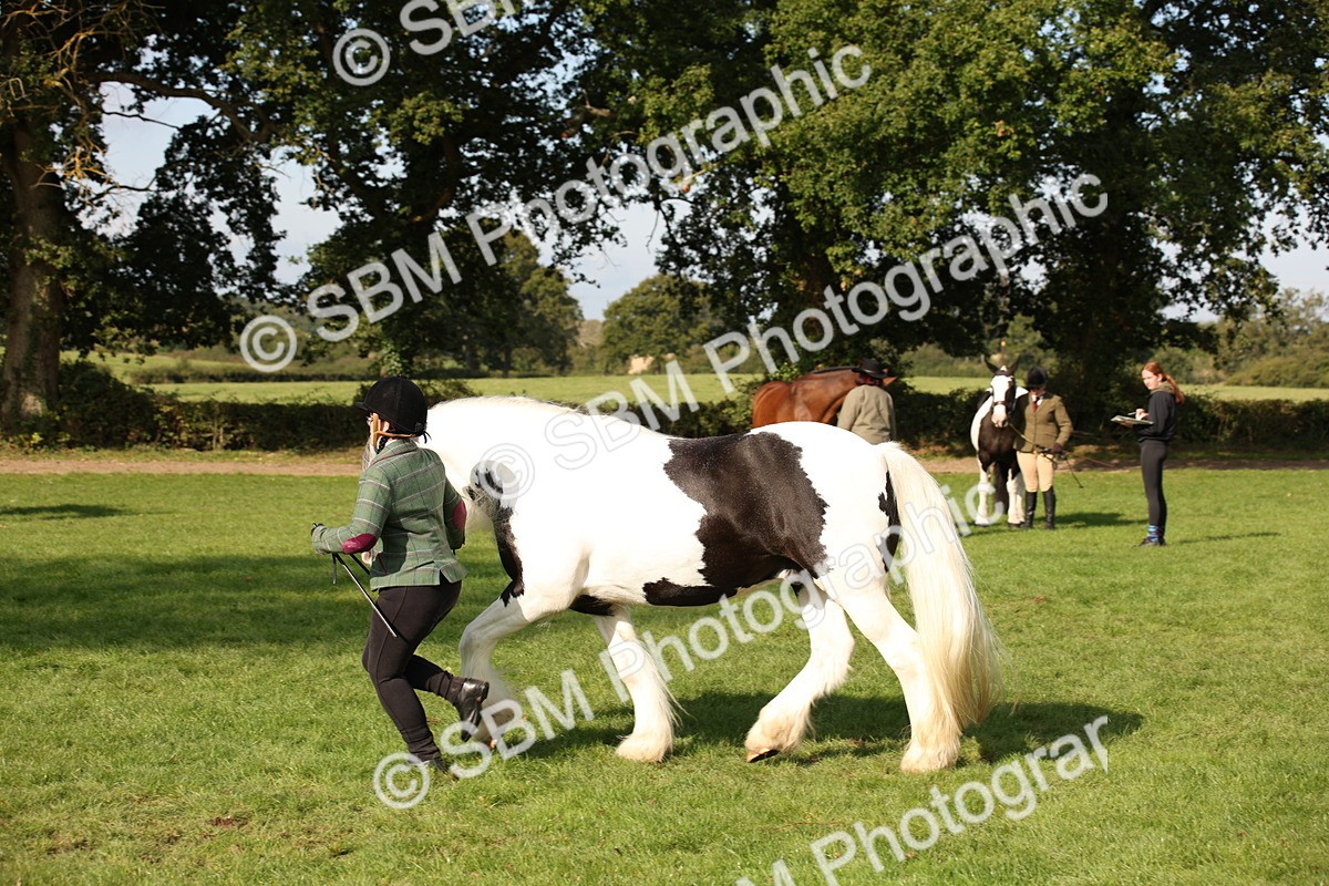SBM_61197 - S54 - Show Cob In Hand