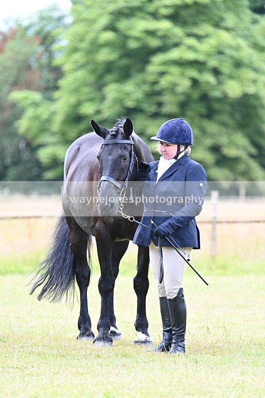 WJ7_7121 - Class 5a Most Handsome Gelding in Hand