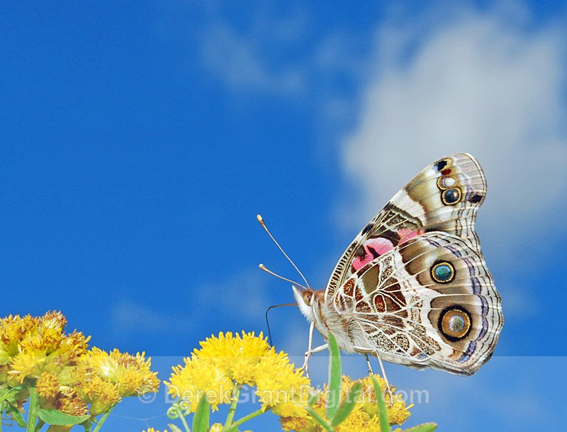 American Lady ( Vanessa virginiensis) - 1