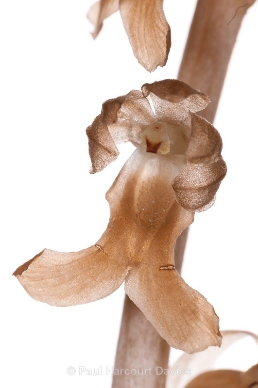  - WB: Orchids - Various