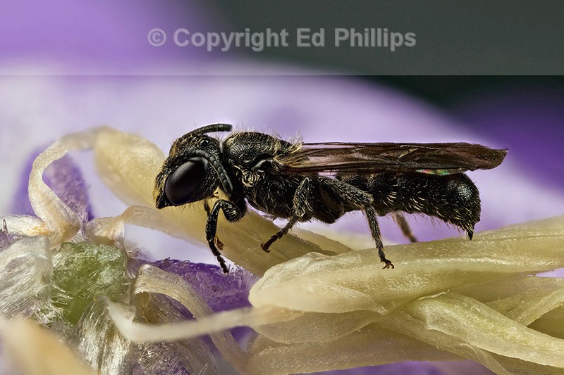 Chelostoma campanularum (m)
