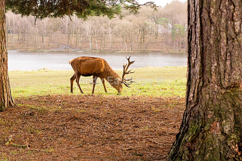 Stags in Tatton Park-6 - Tatton Park, Knutsford, Cheshire