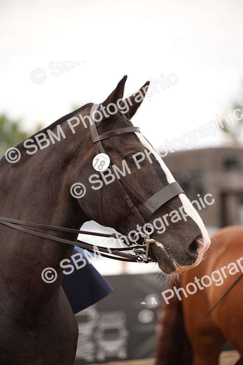 SBM_05399 - Class 22 SSA Equitation