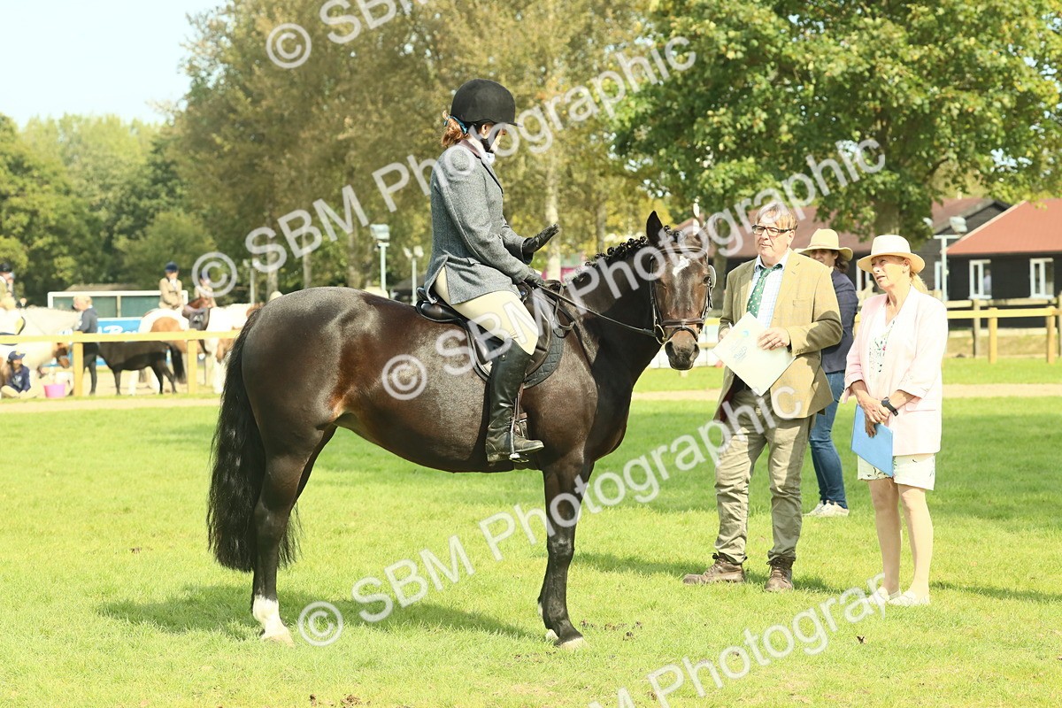 SBM_66639 - S34 - Rehabilitated Rescue Horse & Pony In Hand & Ridden