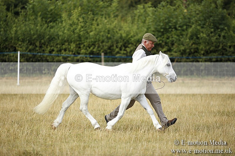 _C7A9193 - BVRC Sow 2018 Ring 2