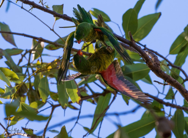Greeny Pair 4