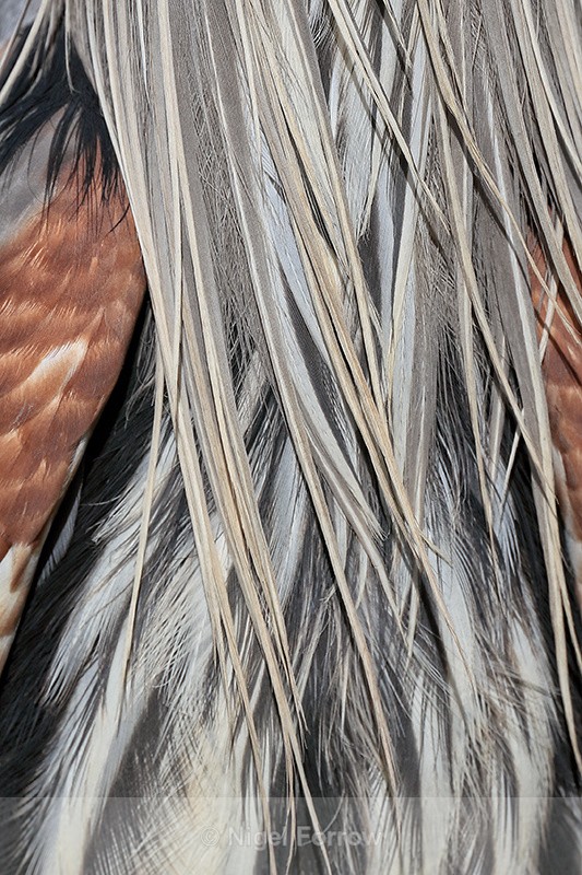Great Blue Heron chest feathers, Viera Wetlands, Florida - Great Blue Heron