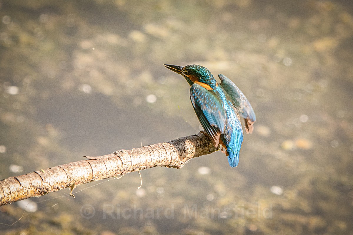  - Kingfisher