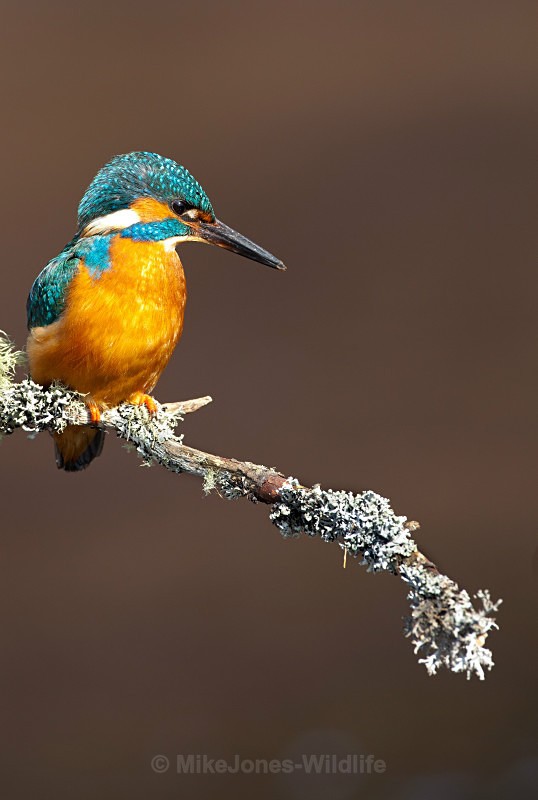 KINGFISHER no 7 - KINGFISHERS