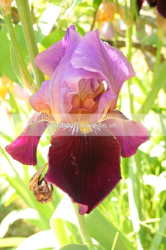 Iris 1043 - IRISES