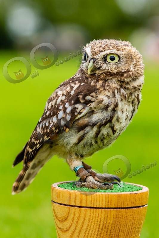 little owl  athena noctua-8828 - Owls of the World