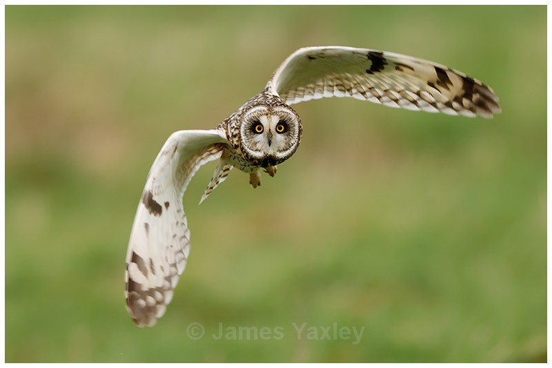 The Eyes Have It - Latest Work