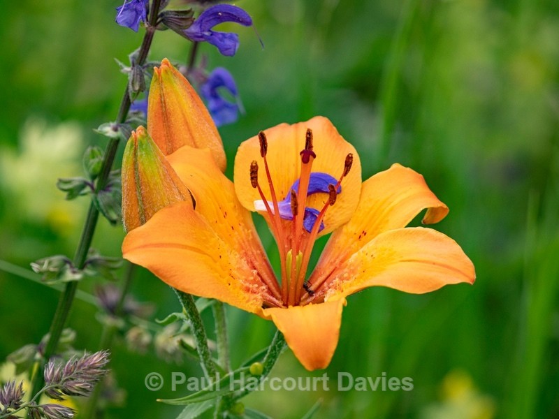 Alpine meadow with Orange lilies (Lilium bulbiferum)  and  blue/purple meadow clary (Salvia pratense) - Wild Flowers