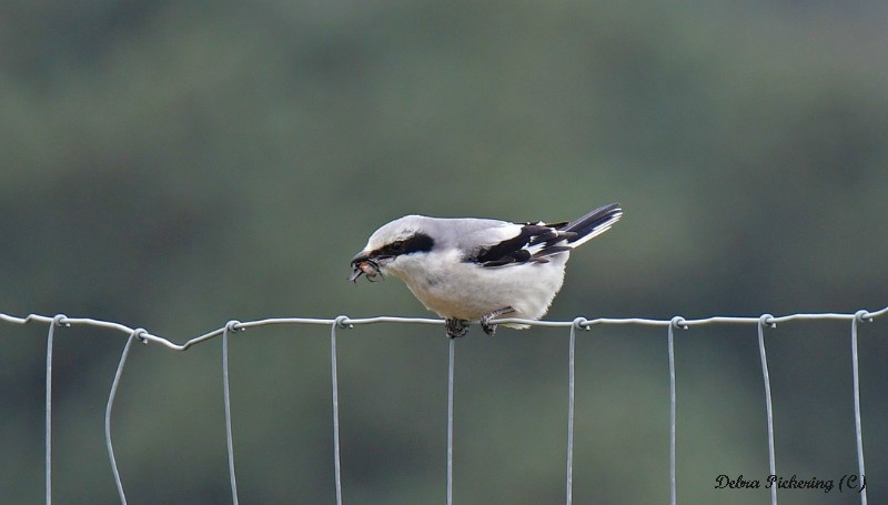 Great Grey Shrike - Birds