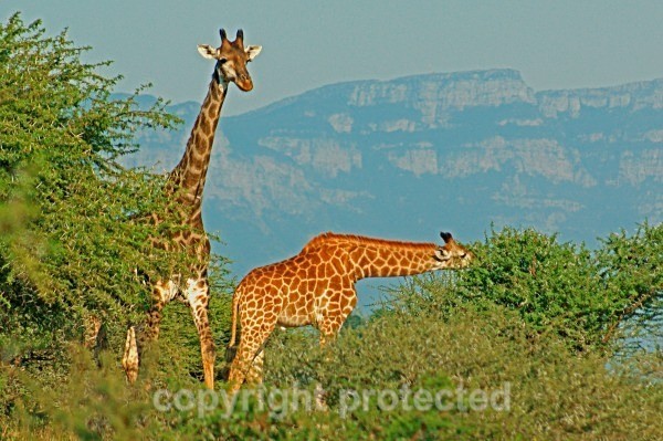 Giraffes - Klaserie, South Africa - African Wildlife