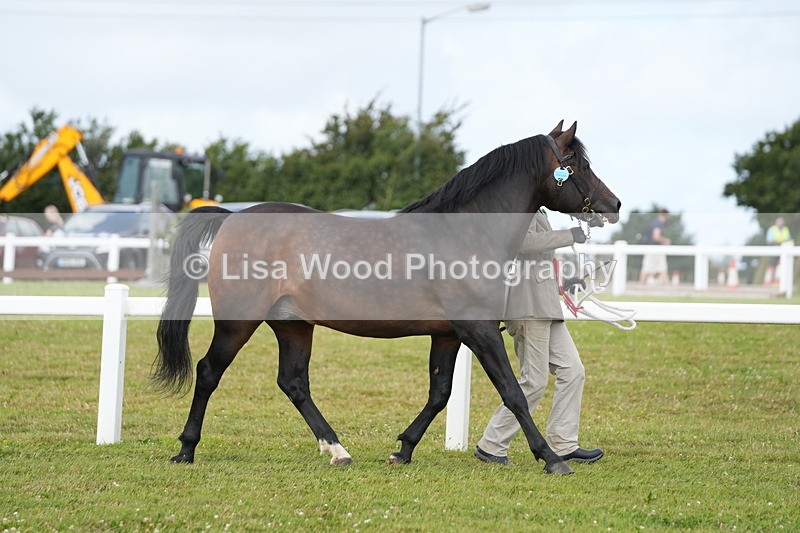 DSC05867 - Class 51: NPS M&M 4 years and over Large Breeds