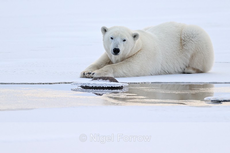 Polar Bear outstretched on ice, Churchill, Canada - Polar Bear
