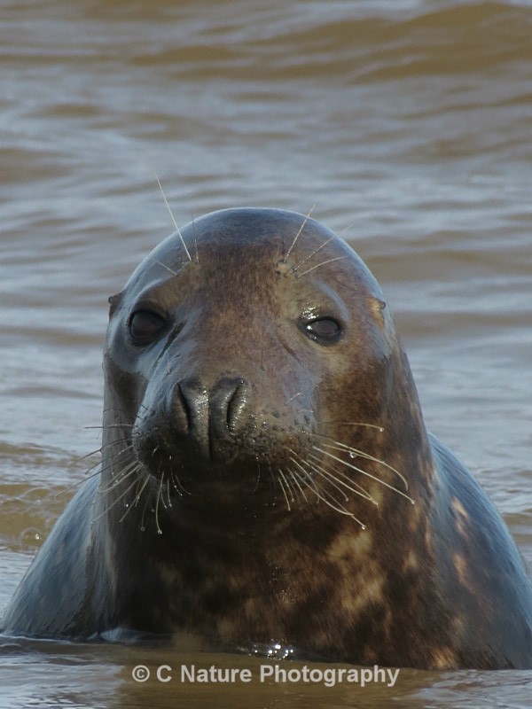 Seal In The Sea - Animals