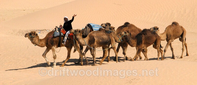 Douz leading camels - Tunisia