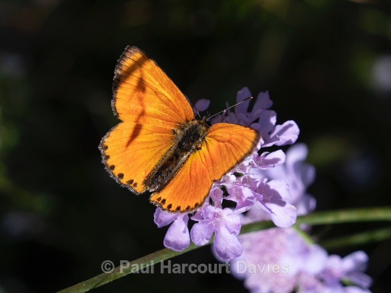 Lesser fiery copper (Lycaena thersamon)♂︎ - Insects, Spiders and other Animals