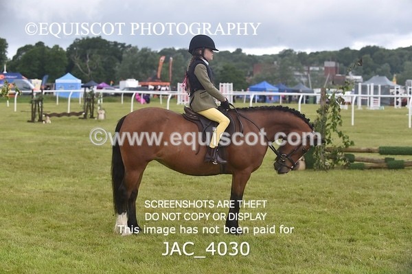 JAC_4030 - 40CM WORKING HUNTER