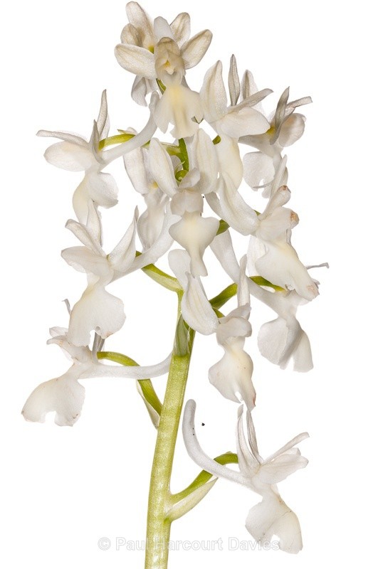  - WB: Orchids - Orchis
