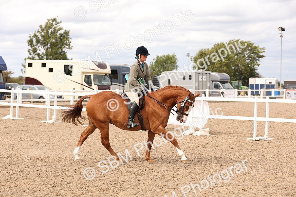 SBM_17388 - Class 214 - Ridden Hack Riding Horse