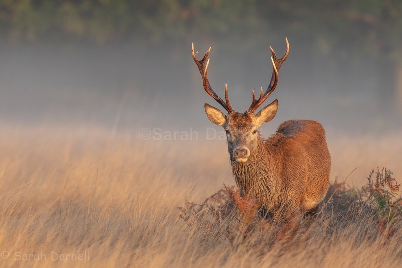 RD03 - Deer for Graham