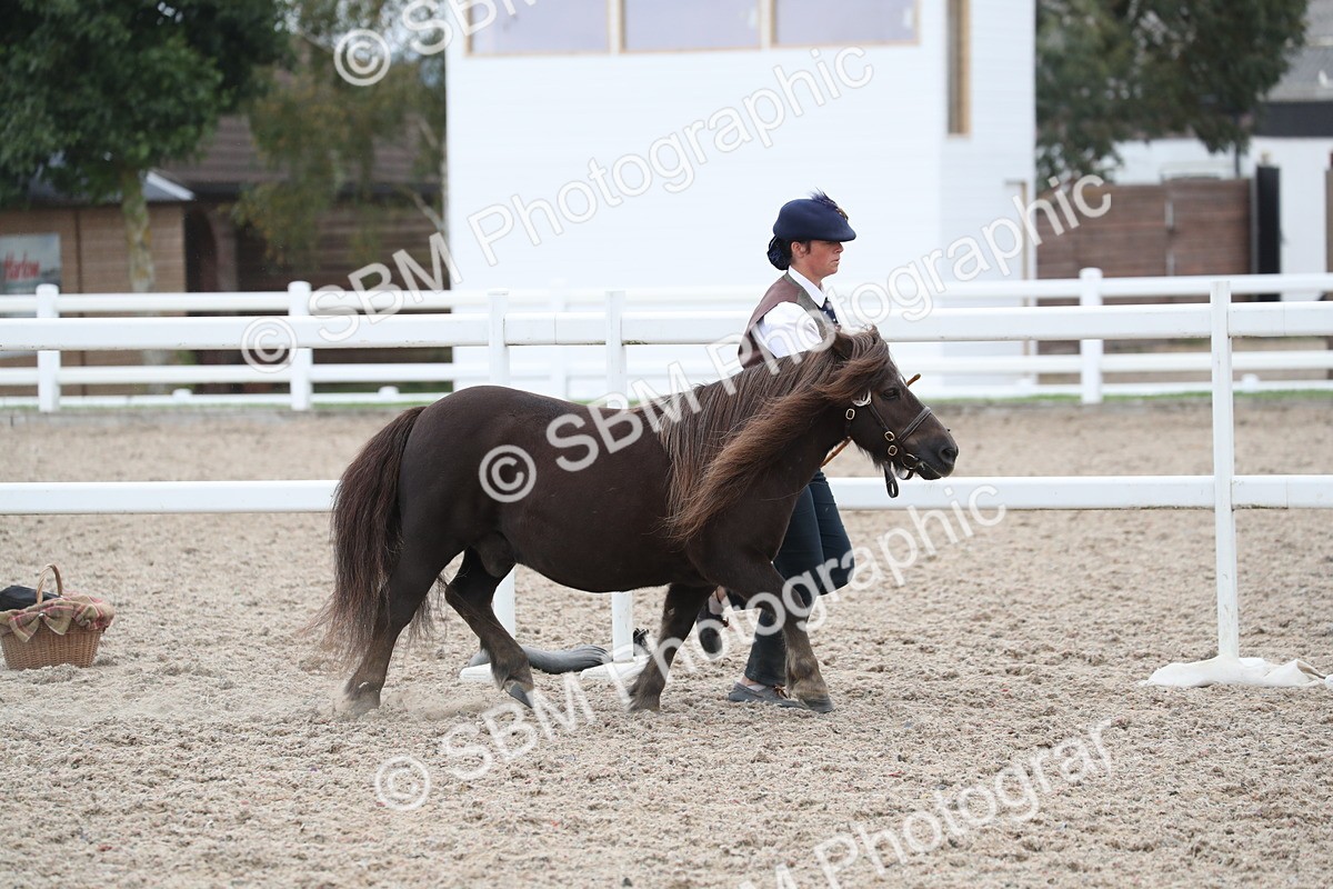 SBM_17914 - Class 317 IH Pure bred Horse/Pony