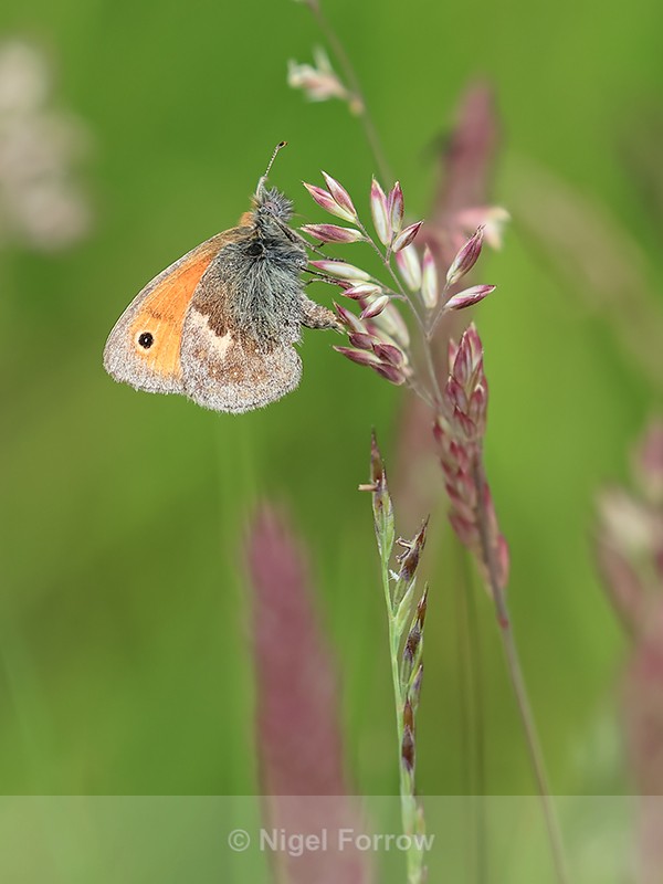 Small Heath, Yorkshire Wolds, Huggate - INSECTS